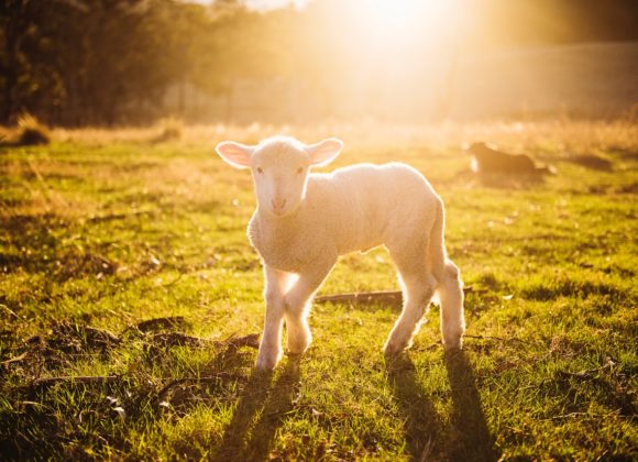 He Loves His Sheep to Death